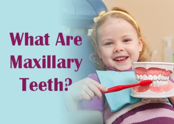 Lexington dentist Dr. Kevin Brewer of Brewer Family Dental discusses maxillary teeth—what they are, and how they function in the mouth